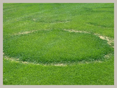 fairy-ring-type-a