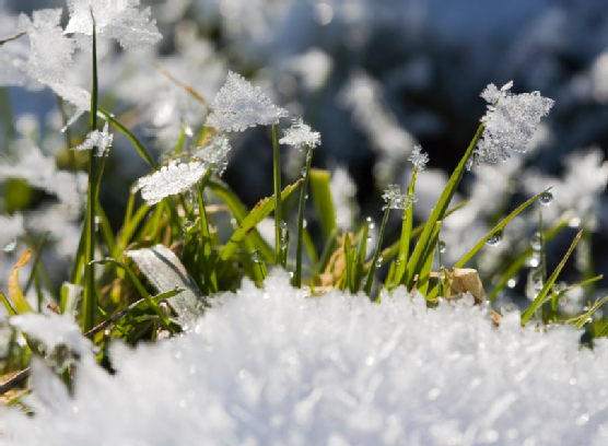large winter lawn care guide