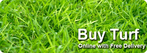 buy turf