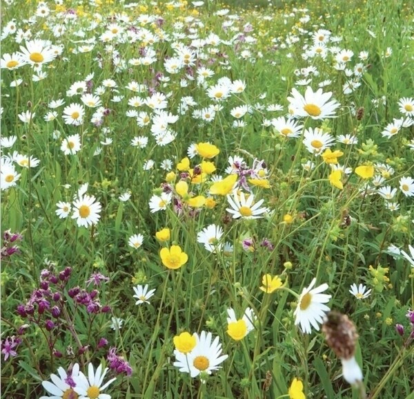 Traditional Wildflower Turf