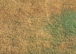 Lawn Problems | Part 4 - Dry Patch