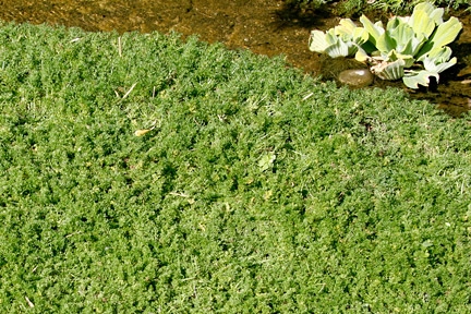 How to Create a Chamomile Lawn