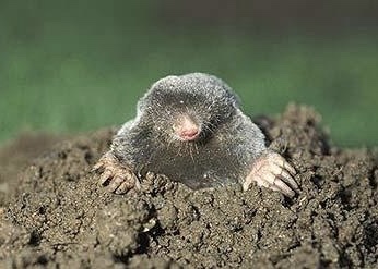 mole