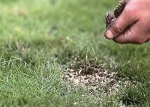 Turf vs Seed: Patching Lawn Turf
