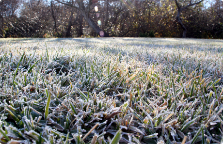 Frozen-Lawn