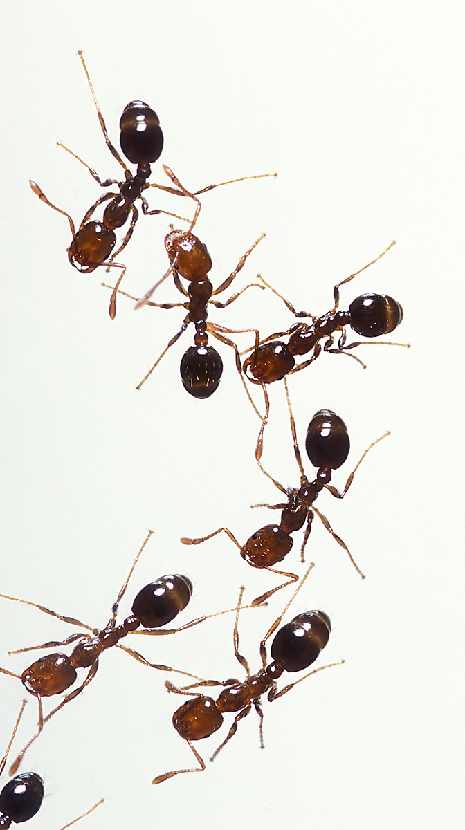 ants-lawn