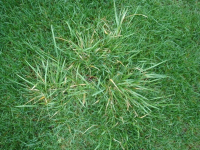 Lawn Turf Problems - Couch Grass