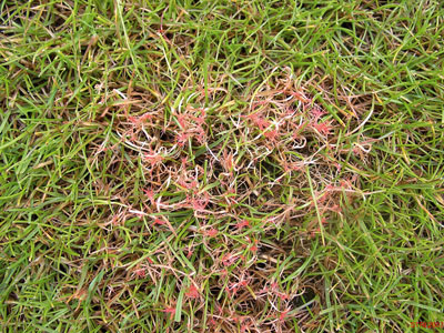 thread lawn