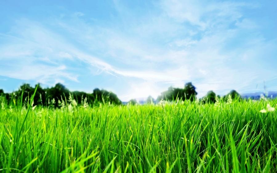 Summer Lawn Issues: How to Avoid Them