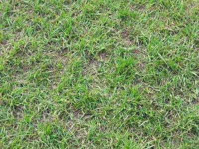 Sparse-Lawn