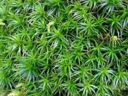 Moss in Lawns and Turf