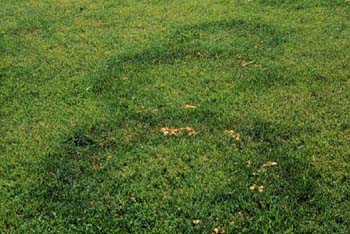 fairy-ring-type-2