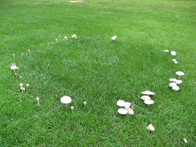 fairy-ring-type-3