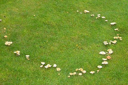 fairy-ring