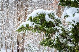 Snow Coated Branch