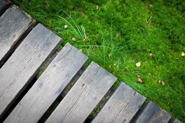 large moss in lawns