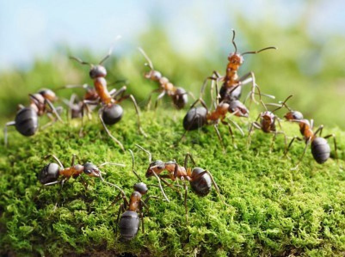 large Moss Ants