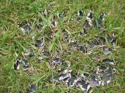 large fungi in lawn turf