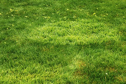 large lawn care coarse grasses