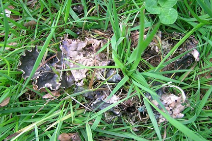 large lichen in turf