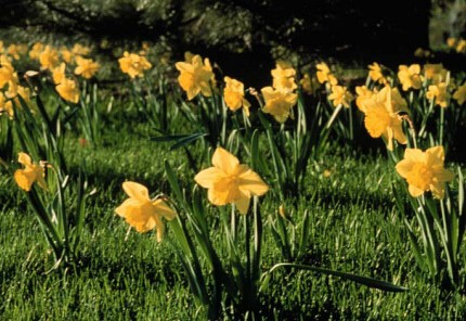 large naturalizeddaffs