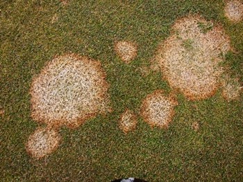 Snow Mould and Take-all Patch - Lawn Problems 7