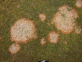 large snow mould in lawn