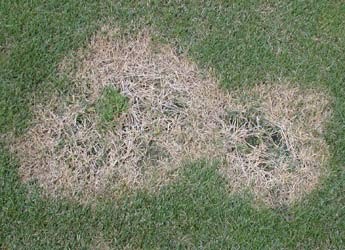 Lawn Problems | Part 2 - Dead Patches