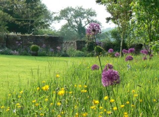 lawn for wildflower