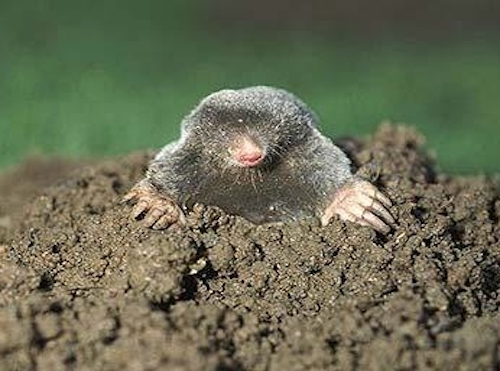 moles-in-lawns