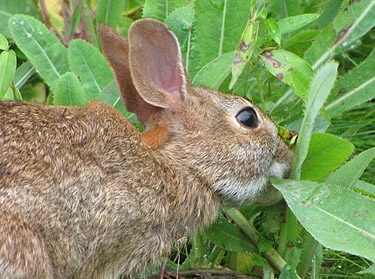 rabbit