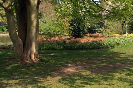 shady lawns