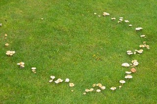 Fairy Rings in Your Lawn
