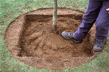 tree planting