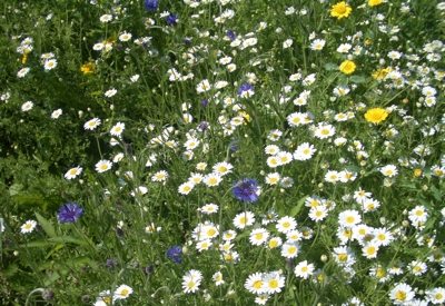 wild flower meadow