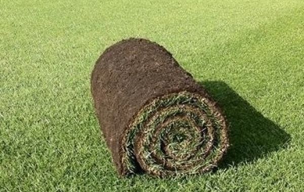 Family Lawn Turf