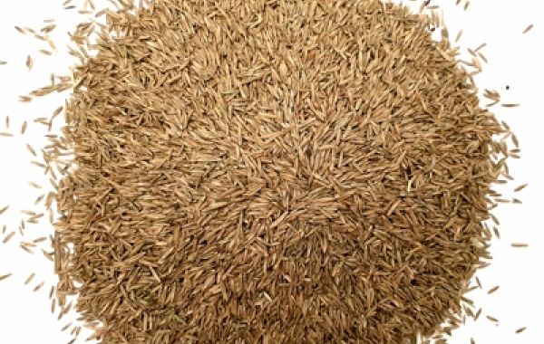 Lawn Seed & Feed