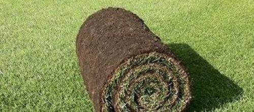 Turf roll for a new lawn