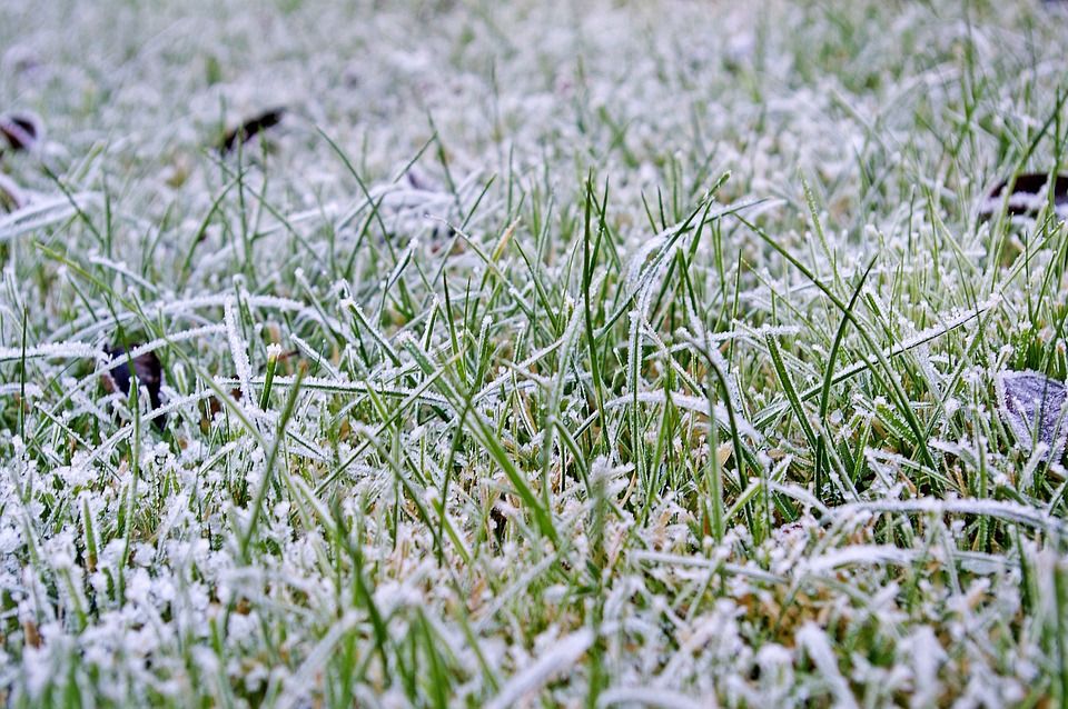 Family Lawn Turf