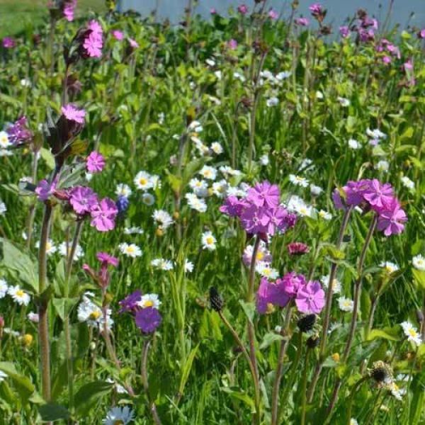 Cottage Garden Mix