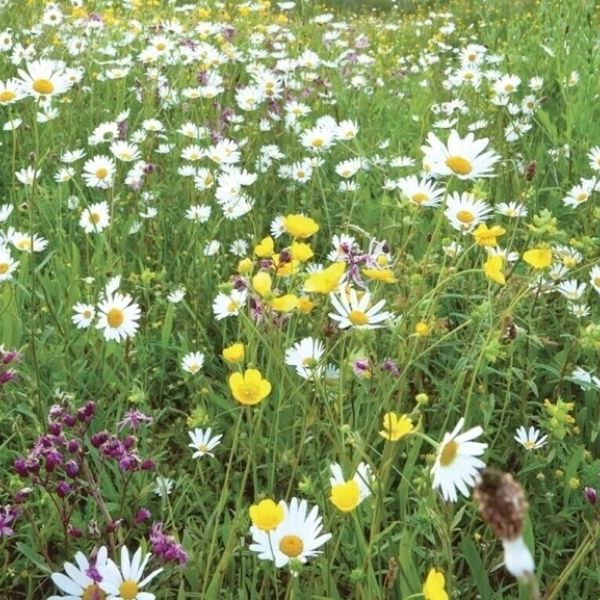 Traditional Wildflower Turf